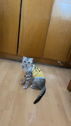 猫咪·银渐层·团团