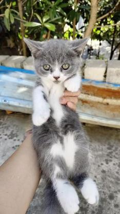 猫咪·蓝白串串·未取名