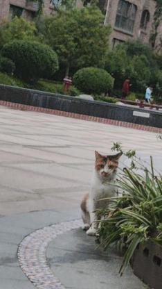 猫咪·三花·流浪猫