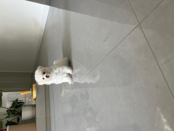 狗狗·比熊·雪花