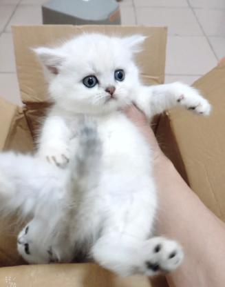 猫咪·银渐层·咪咪