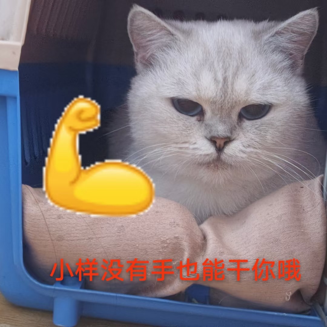 猫咪·有偿领养·翠花