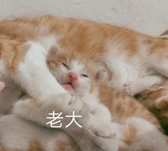 猫咪·无偿领养·国庆节