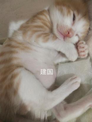 猫咪·无偿领养·国庆节