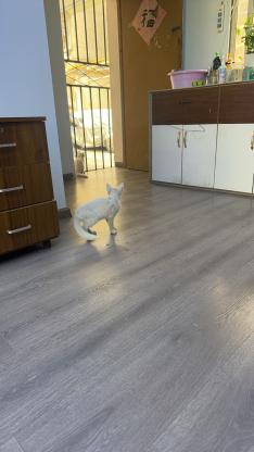 猫咪·不知道，全白·流浪毛