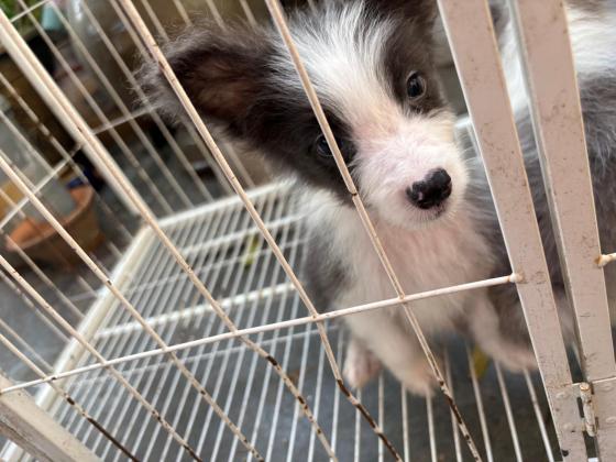 狗狗·蓝白边牧·小灰灰