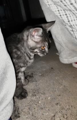 猫咪·虎斑串·流浪猫