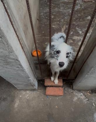 狗狗·边境牧羊犬·球球