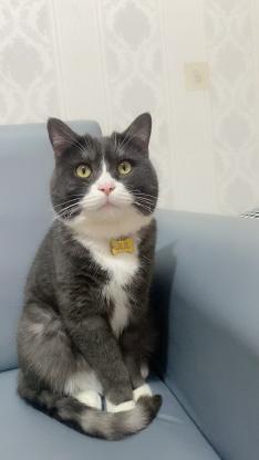 猫咪·布偶奶牛猫·灰儿