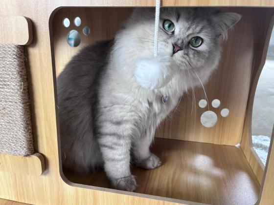 猫咪·长毛银虎斑·崽崽