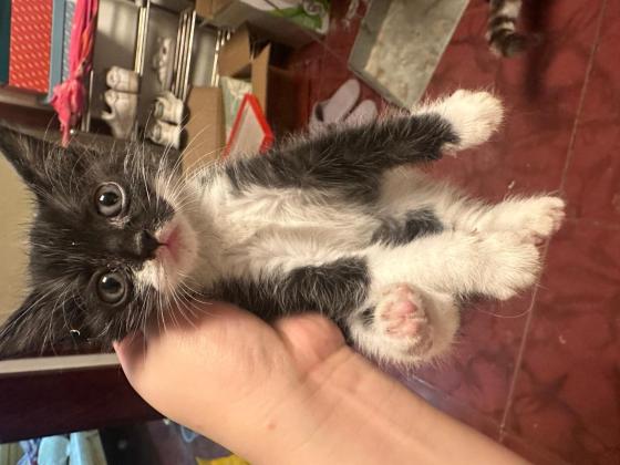 猫咪·银渐层串串·奶油