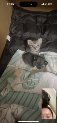 猫咪·银渐层串串·花花