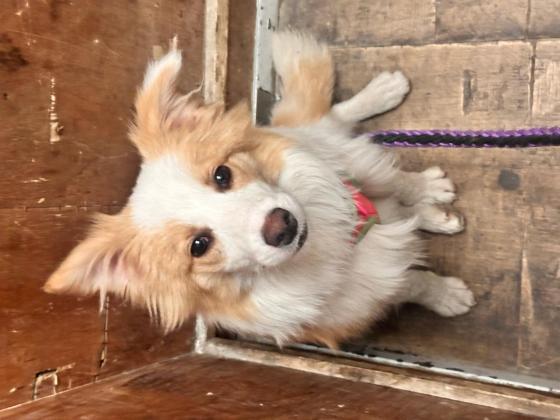 狗狗·边牧·珍珍