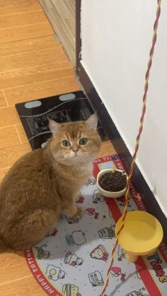 猫咪·金渐层·初7