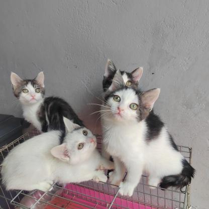 猫咪·美短串串·美短串