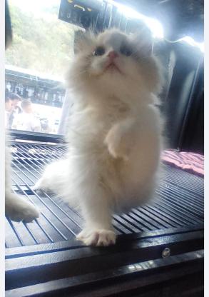 猫咪·布偶·布偶猫