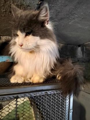 猫咪·缅因·蓝白缅因