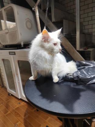 猫咪·缅因·纯白缅因