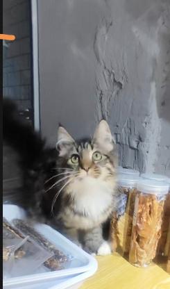 猫咪·缅因·棕虎缅因