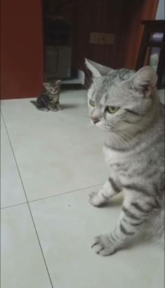 猫咪·美短·美短