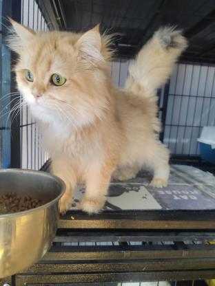 猫咪·12长毛金渐层·金渐层