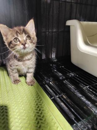 猫咪·美短·棕虎斑
