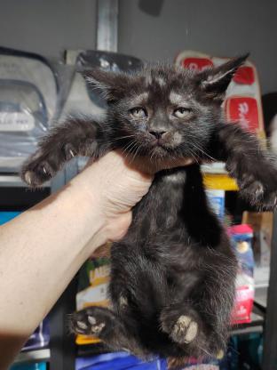猫咪·英短·黑猫
