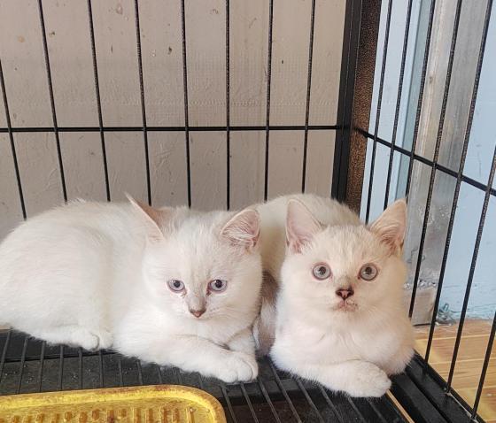 猫咪·银渐层·银渐层小猫