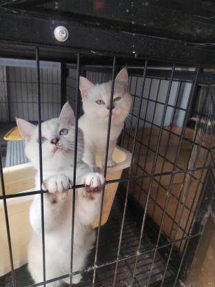 猫咪·银点·银渐层