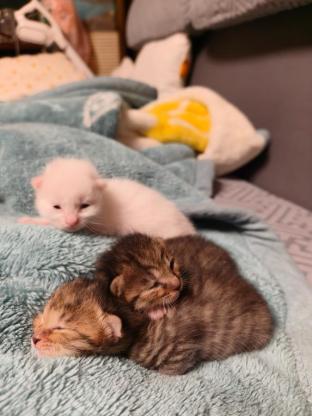 猫咪·田园猫·呼呼