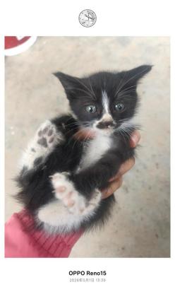 猫咪·田园猫·丑萌小奶牛