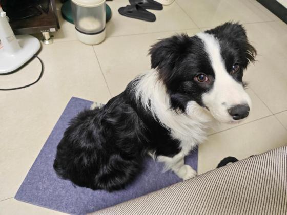 狗狗·边牧·跳跳