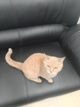 猫咪·橘猫·咪咪