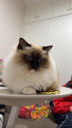 猫咪·布偶·奶糖