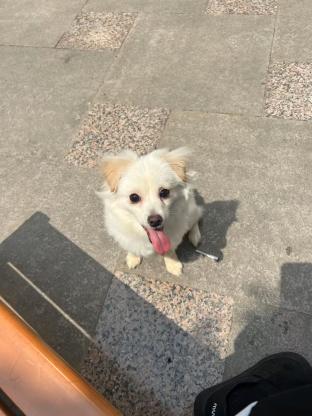 狗狗·田园犬·未取名