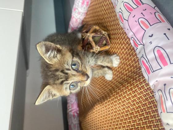 猫咪·狸花猫·狸花