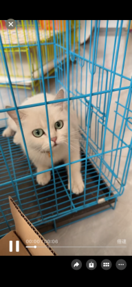 猫咪·银渐层·无