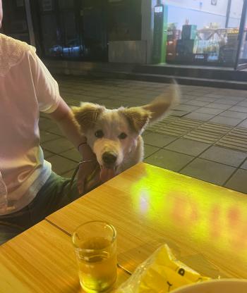 狗狗·串串·圆圆