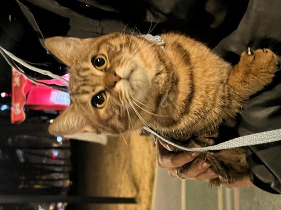 猫咪·狸花猫·咪咪