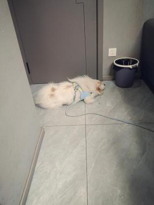 狗狗·边牧串串·贝拉