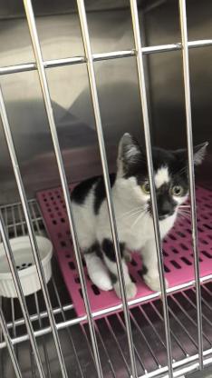 猫咪·奶牛猫·小张飞