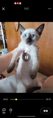 猫咪·暹罗玄猫串串·没取