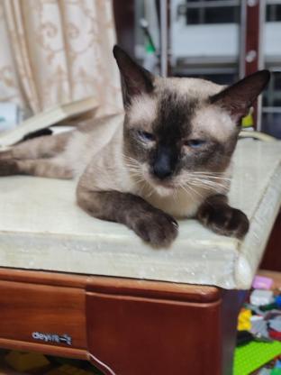 猫咪·暹罗猫·八戒