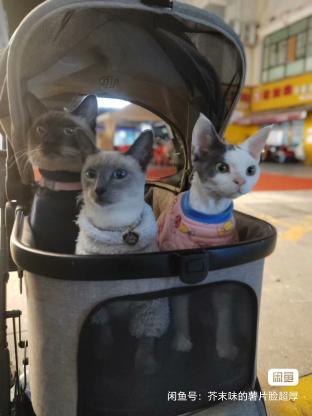 猫咪·蓝重点暹罗猫·茯苓