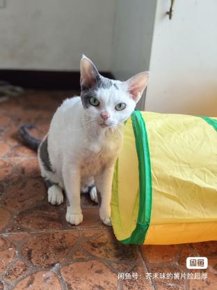 猫咪·德文卷毛猫·棉花糖