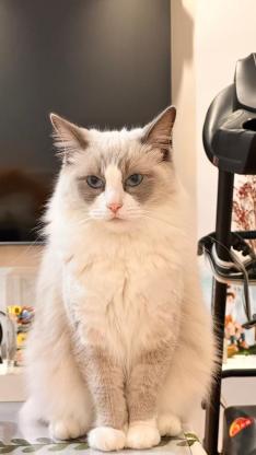 猫咪·布偶·叮当