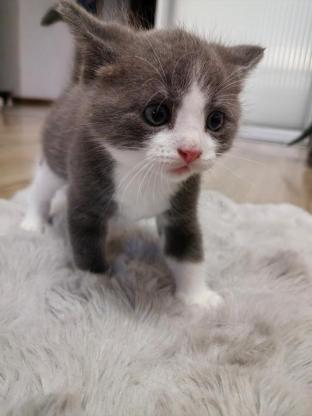 猫咪·蓝猫·广元城区自家奶猫找领养，有偿