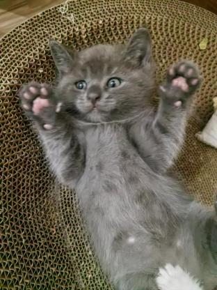 猫咪·蓝猫·广元城区自家奶猫找领养