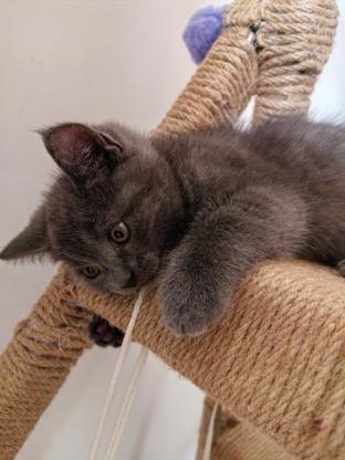 猫咪·蓝猫·广元城区蓝猫找领养
