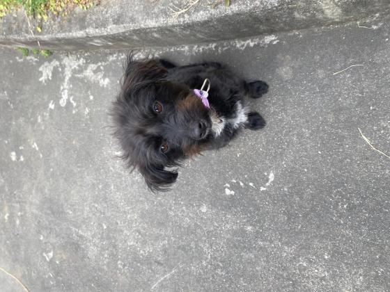 狗狗·泰迪串串·小黑